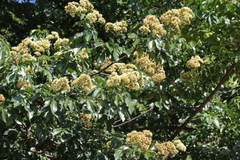 Dalbergia obovata