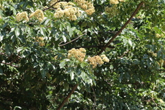 Dalbergia obovata