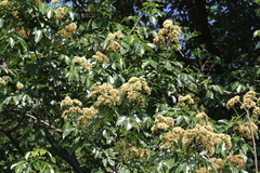 Dalbergia obovata