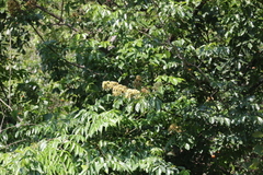 Dalbergia obovata