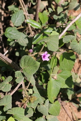 Ipomoea wightii