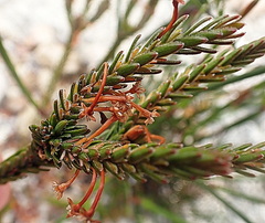 Struthiola ericoides