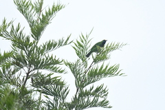 Chloropsis aurifrons