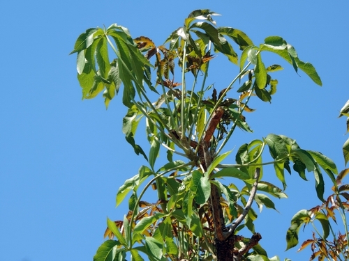 Cussonia arborea image