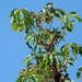 Cussonia arborea - Photo (c) i_c_riddell, μερικά δικαιώματα διατηρούνται (CC BY), uploaded by i_c_riddell