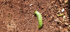 Daphnis nerii
