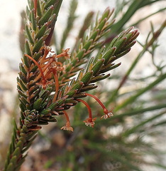 Struthiola ericoides