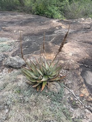 Aloe petricola