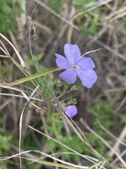 Jamesbrittenia grandiflora