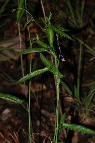 Plukenetia africana image