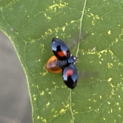 Harmonia axyridis