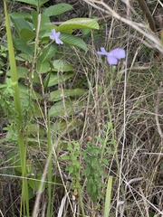 Jamesbrittenia grandiflora