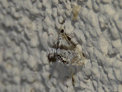 Petrophila fulicalis