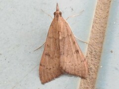 Uresiphita