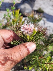 Serruria rostellaris