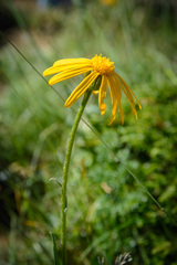 Senecio pyrenaicus