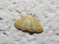 Crocidophora tuberculalis