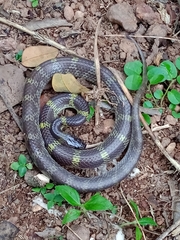 Lycodon travancoricus