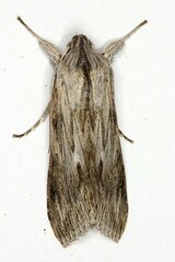 Cucullia chamomillae