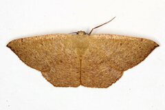 Cyclophora puppillaria