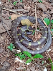 Lycodon travancoricus