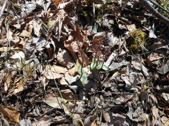 Neottia bifolia
