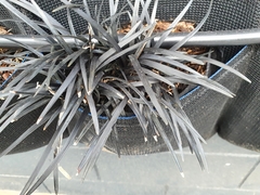 Ophiopogon planiscapus
