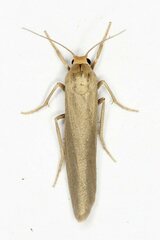 Eilema marcida