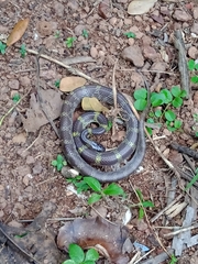 Lycodon travancoricus