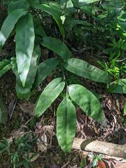 Diplazium donianum