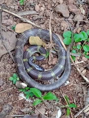 Lycodon travancoricus