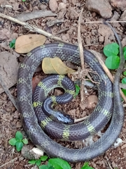 Lycodon travancoricus