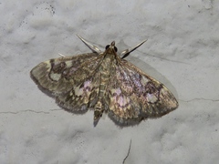 Anania tertialis