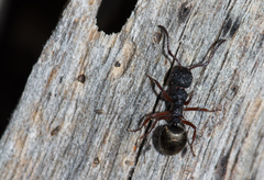 Dolichoderus scabridus