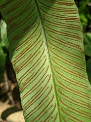 Diplazium donianum