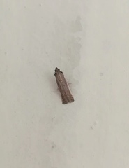 Pyralidae