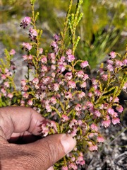 Erica spumosa