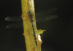 Austroaeschna sigma