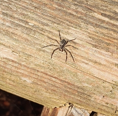 Philodromus margaritatus