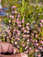 Erica spumosa