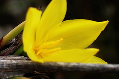 Bobartia robusta
