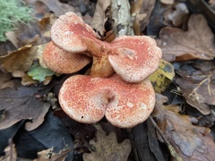 Cortinarius bolaris