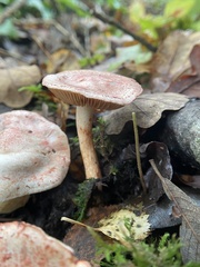 Cortinarius bolaris