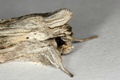 Cucullia chamomillae