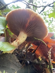 Cortinarius bolaris