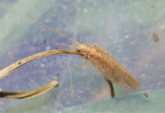 Micromus oblongus