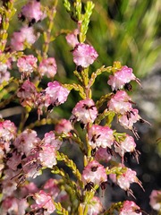 Erica spumosa