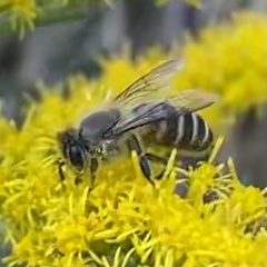 Apis cerana japonica