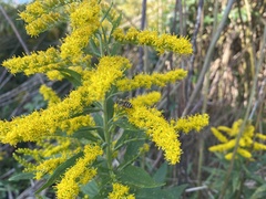 Apis cerana japonica