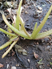 Aloe vera